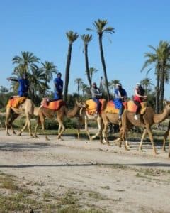 camel trek activity