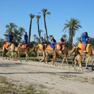 Camel riding in Marrakech